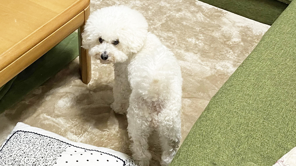代表の実家のワンちゃん