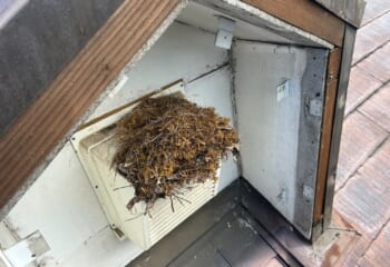 ドーマーの屋根下の鳥の巣