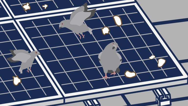 鳩にフンを落とされた太陽光パネル