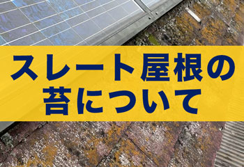 スレート屋根の苔は放置しても大丈夫？塗装や屋根カバー工法時の苔の処置について